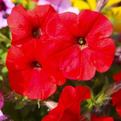Насіння квітів петунії мультифлори Вогняний король, 0,1 г, червоний