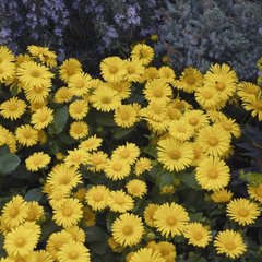 Насіння квітів доронікуму східного Леонардо, 100 шт, жовтий