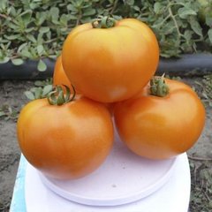 Семена томата (помидора ) Солидо F1
