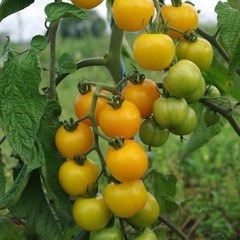 Насіння томату (помідора) Ацтек, 0,3 г.