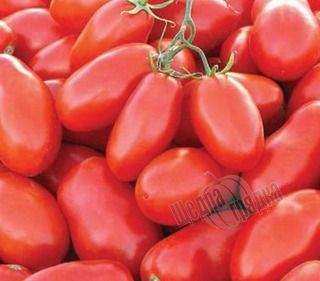 Насіння томату (помідора) UG 29814 F1