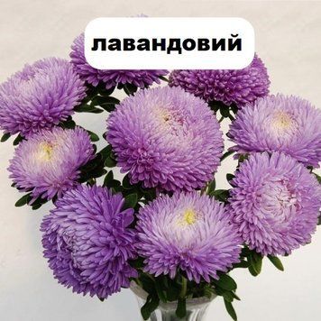 Насіння квітів айстри Балун, 1 г., лавандовий
