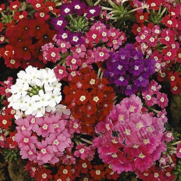 Насіння квітів вербени гібридної (Hem Zaden B.V.), 1000 шт, суміш