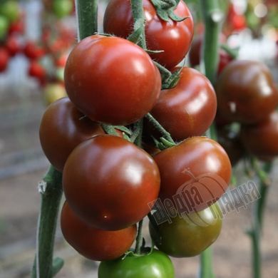 Насіння томату (помідора) KS 3900 F1, 8 шт