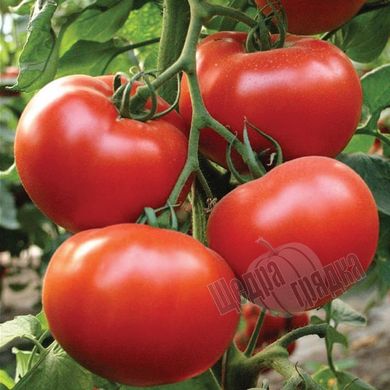 Насіння томату (помідора) Президент ІІ F1