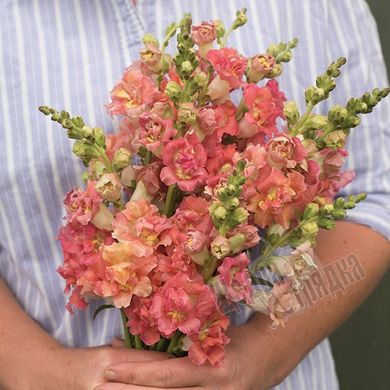 Насіння квітів антиринуму Мадам Батерфляй F1, 100 шт, бронзовий біколор