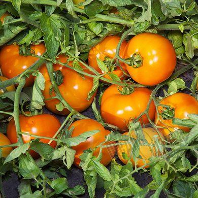 Насіння томату (помідора) Солідо F1