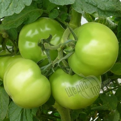 Семена томата (помидора) Кибо F1
