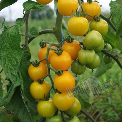 Семена томата (помидора) Ацтек, 0,3 г.