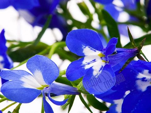 Семена цветов лобелии Регатта, 200 шт., синий с глазком
