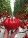 Насіння томату (помідора) Сарра F1