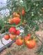 Семена томата (помидора) Сарра F1