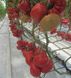 Насіння томату (помідора) Сарра F1