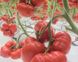 Семена томата (помидора) Сарра F1