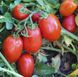 Семена томата (помидора) UG 29814 F1