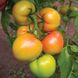 Насіння томату (помідора) Кібо F1