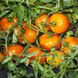 Насіння томату (помідора) Солідо F1