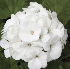 Семена цветов пеларгонии садовой Маверик F1, 100 шт, белый