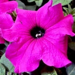 Насіння квітів петунії грандіфлори Танго F1, 1000 шт (драже), фіолетовий