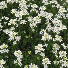 Насіння квітів гутчинзії альпійської, 100 шт, білий
