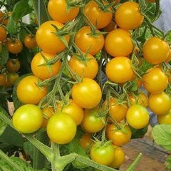 Семена томата (помидора) Голдвин F1
