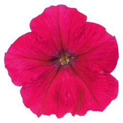 Насіння квітів петунії ампельної Саксесс F1 TR, 100 шт (драже), рожевий