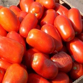 Насіння томату (помідора) Класік F1