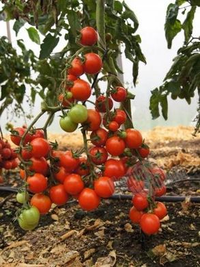 Насіння томату (помідора) Астерікс F1