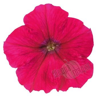 Семена цветов петунии ампельной Саксесс F1 TR, 100 шт (драже), розовый