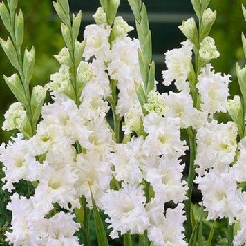 Цибулини гладіолуса RUFFLED Снові Фрізл (Snowy Frizzle), 2 шт.