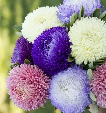 Насіння квітів айстри Балун, 20 шт, суміш