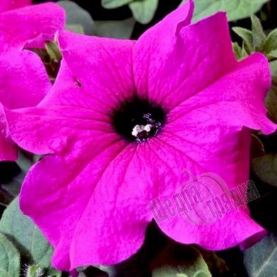 Семена цветов петунии грандифлоры Танго F1, 1000 шт (драже), фиолетовый