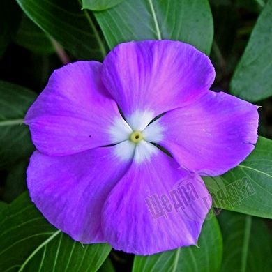 Насіння квітів катарантуса (барвінку) СанШторм F1, 100 шт, фіолетовий з вічком