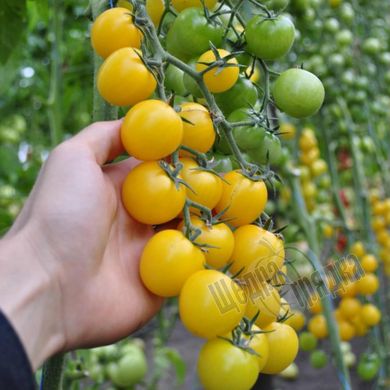 Насіння томату (помідора) Голдвін F1