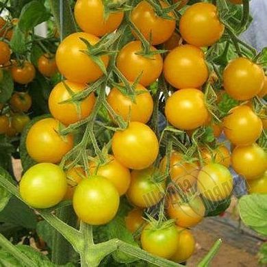 Насіння томату (помідора) Голдвін F1