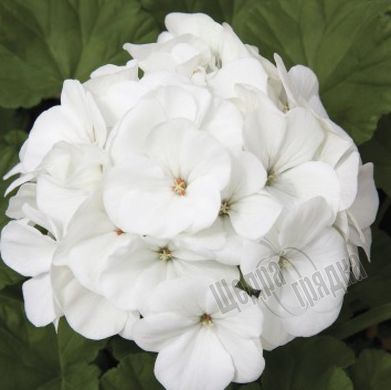 Насіння квітів пеларгонії садової Маверік F1, 100 шт, білий