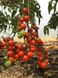 Насіння томату (помідора) Астерікс F1