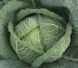 Семена савойской капусты Вироса F1, 20 шт