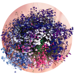 Насіння квітів лобелії