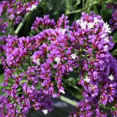 Насіння квітів статиці Переса, 400 шт., фіолетовий