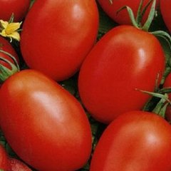 Насіння томату (помідора) Кармен F1