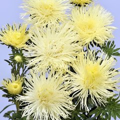 Насіння квітів айстри китайської, 0,2 г, сента