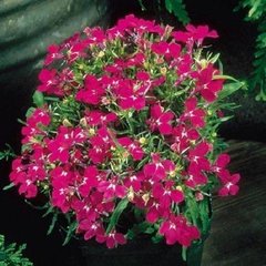 Насіння квітів лобелії Регатта, 200 шт., рожевий