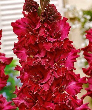 Цибулини гладіолуса Бургунді (Burgundy), 2 шт.