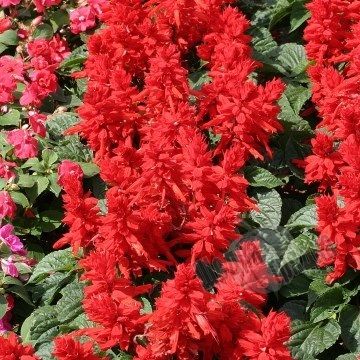 Семена цветов cальвии блестящей Ред Алерт, 10 шт, красный