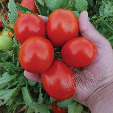 Семена томата (помидора) Баста F1, 1000 шт