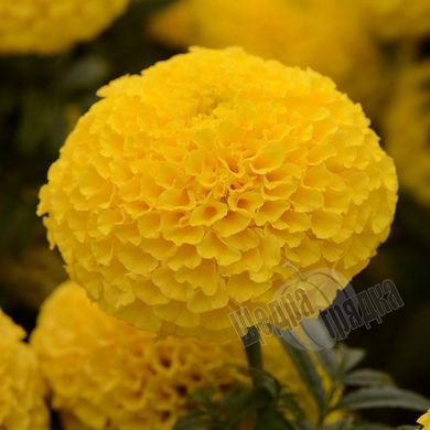 Насіння квітів чорнобривців Тайшан F1, 100 шт, лимонний