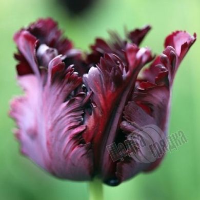 Цибулини тюльпана Блек Перрот (Black Parrot), 2 шт.