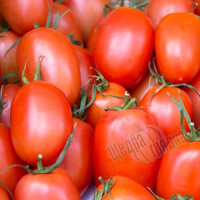 Насіння томату (помідора) Баста F1