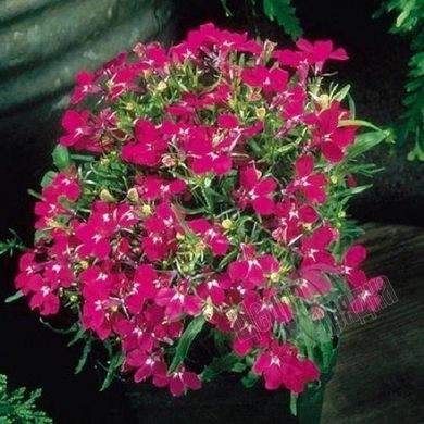 Семена цветов лобелии Регатта, 200 шт., розовый